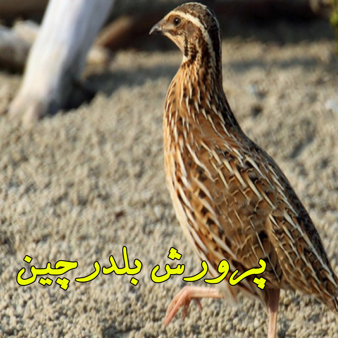 چگونه پرورش بلدرچين را شروع کنم؟