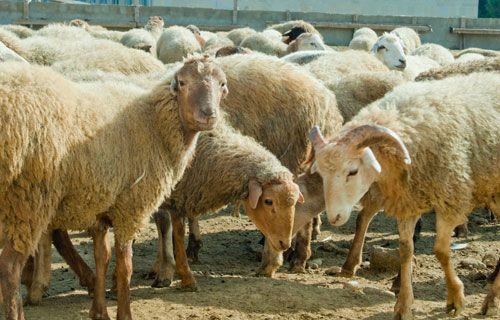 معرفي انواع نژاد گوسفند